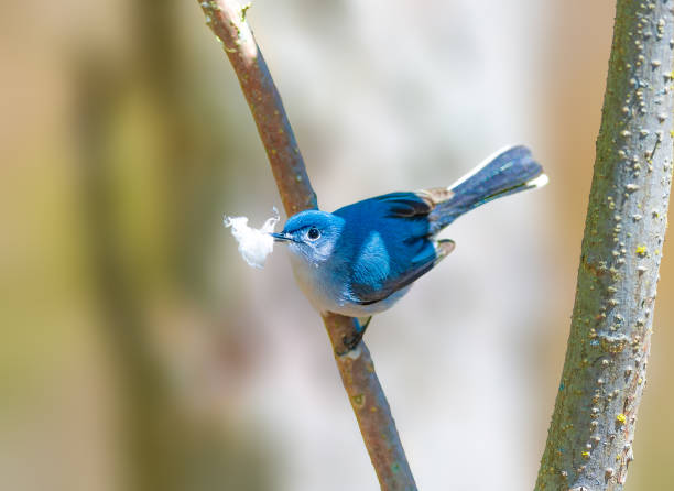 280+ Blue Gray Gnatcatcher Stock Photos, Pictures & Royalty-Free Images -  iStock